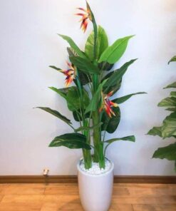 Cây thiên điểu cao 1m6