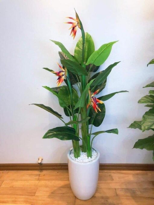 Cây thiên điểu cao 1m6