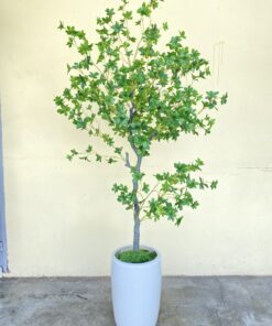Chậu Thạch Nam 1m6