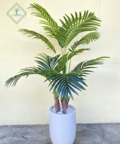 Chậu Dừa 1m6