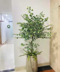 Chậu Lá cẩm thạch