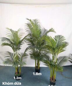 chậu dừa