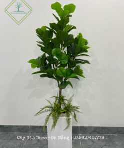Chậu Bàng 1m6