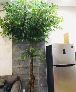 Cây xanh giếng trời
