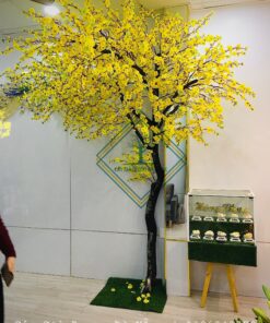 Cây Mai Vàng dáng huyền