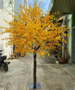 Cây Mai Vàng 3m