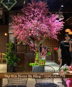 Cây Hoa Đào Cao 3m