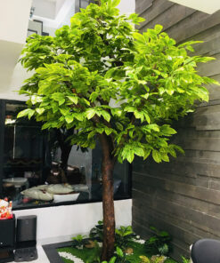 Cây kim tứ Cao 3m